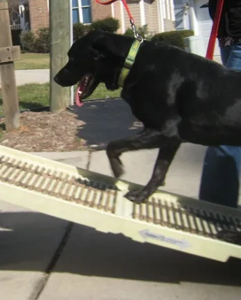 Help old dogs climb stairs hotsell